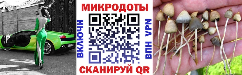 Купить где  Котово  Псилоцибиновые грибы Psilocybe 